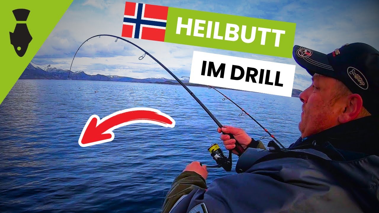 Angeln in NORWEGEN - HEILBUTT und riesige DORSCHE auf Ansage beim Angelurlaub 😱