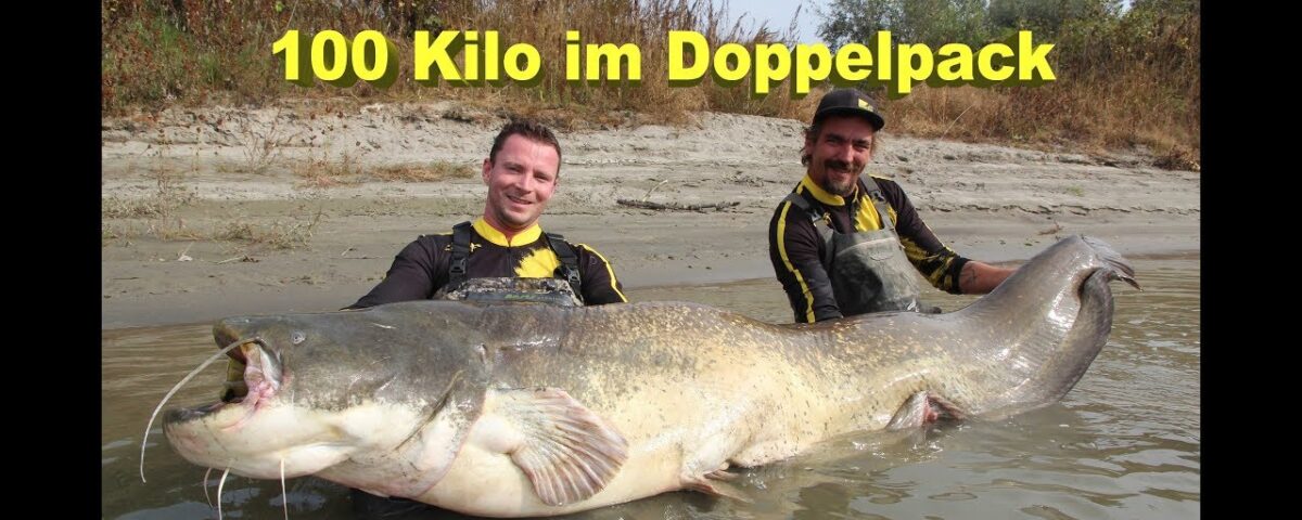 Grose Fische am laufenden Band 100 Kilo Waller im Doppelpack Welsangeln am Fluss