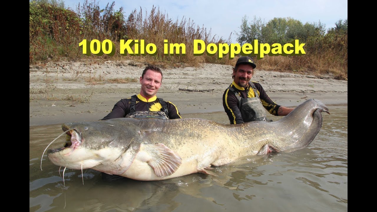 Große Fische am laufenden Band „100 Kilo Waller im Doppelpack“ Welsangeln am Fluss