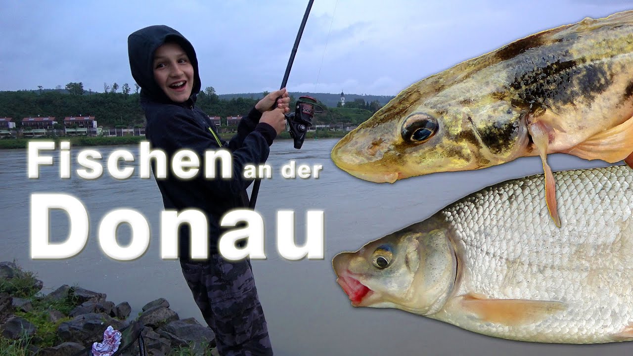 Fischen an der Donau 5 Fische 5 Fischarten Angeln in Melk an der Donau im Juni 2020