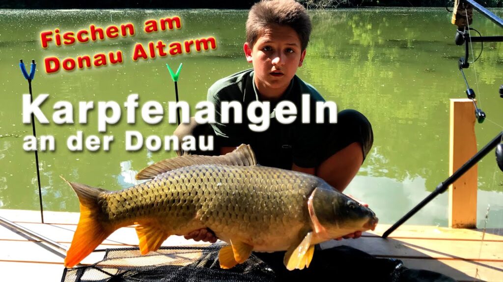 Karpfenangeln – Angeln auf Karpfen an der Donau am Altarm – Fischen an der Donau
