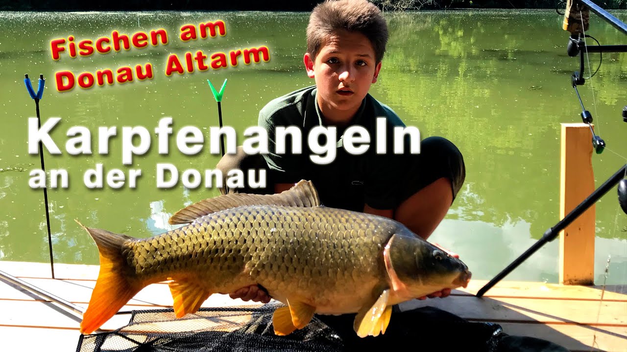 Karpfenangeln – Angeln auf Karpfen an der Donau am Altarm – Fischen an der Donau